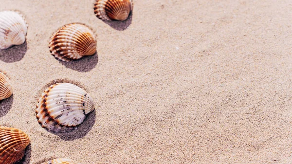 Hello Summer Seashells Starfish Sand Ocean Beach Background Экзотический Пляж — стоковое фото