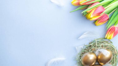 Paskalya yumurtaları altın. Sepette altın renkli yumurta, bahar laleleri, pastel mavi arka planda beyaz tüyler Mutlu Paskalya süslemeleri. Kutlama paskalya tasarımı. Düz yatış, üst görünüm