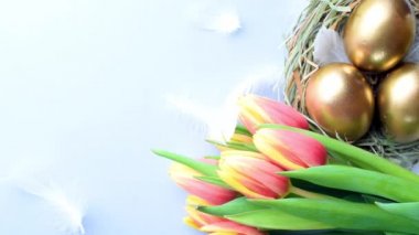 Bahar laleli altın Paskalya yumurtaları, Mutlu Paskalya dekorasyonunda pastel mavi arka planda beyaz tüyler. Bahar tatili üst görünüm kavramı