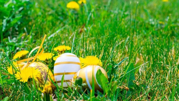 Easter egg hunt. Golden egg with yellow spring flowers in celebration basket on green grass background. Easter hunt concept