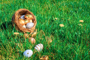 Paskalya sepeti tavşanı. Sarı bahar çiçekli altın yumurta yeşil çimen arka planda kutlama sepetinde. Şenlik dekorasyonu. Mutlu Paskalyalar