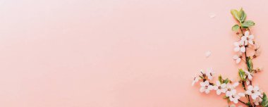 Bahar arkaplanı mayıs çiçekleri ve pembe arka planda Nisan çiçekleri. Yumuşak odaklı, çiçek açan kayısı makrosu dalları. Paskalya ve bahar tebrik kartları için. İlkbahar