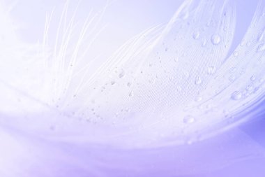Tüy bayrağı. Makro fotoğrafçılıkta beyaz arka planda çok renkli pastel melek tüyü yakın plan dokusu. Yumuşak bulanık arkaplanda görkemli, sofistike, havadar, sanatsal görüntü
