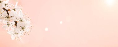 Çiçek açan Sakura arka planı ve pembe çiçekli Nisan çiçeği. Çiçek açan ağaçla güzel bir sahne. Paskalya güneşli bir gün. Meyve bahçesi arkaplanı bulanık. İlkbahar