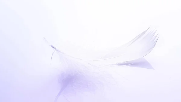 Ελαφριά Υφή Φύση Αφηρημένο Φτερό Πουλιού Closeup Λευκό Φόντο Στη — Φωτογραφία Αρχείου