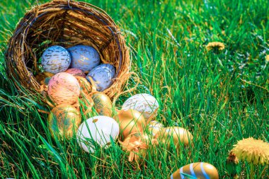 Paskalya yumurtası avı. Sarı bahar çiçekli altın yumurta yeşil çimen arka planda kutlama sepetinde. Paskalya avı konsepti