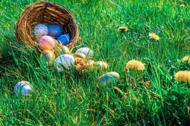 Paskalya arka planı beyaz. Sarı bahar çiçekli altın yumurta yeşil çimlerin üzerinde kutlama sepeti. Mutlu Paskalyalar
