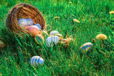 Paskalya yumurtası avı. Sarı bahar çiçekli altın yumurta yeşil çimen arka planda kutlama sepetinde. Paskalya avı konsepti