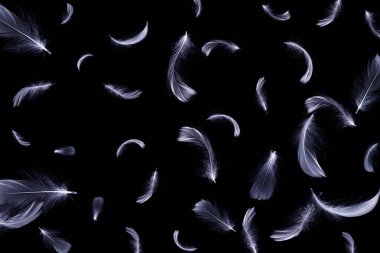 Tüy tasarımı. Beyaz pastel melek tüyü desen fotoğrafçılığında koyu arkaplan üzerine dökülür. Soyut. Açık mavi renk eğilimleri ve klasik