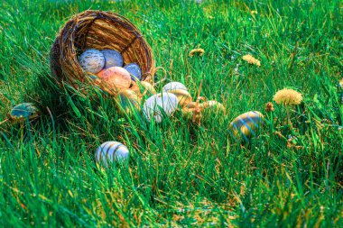 Paskalya tavşanı. Sarı bahar çiçekli altın yumurta yeşil çimen arka planda kutlama sepetinde. Mutlu Paskalyalar
