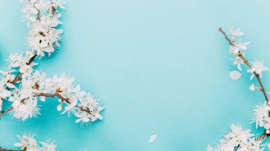 Çiçek açan Sakura arka planı ve mavi çiçekli Nisan çiçeği. Çiçek açan ağaçla güzel bir sahne. Paskalya güneşli bir gün. Meyve bahçesi arkaplanı bulanık. İlkbahar