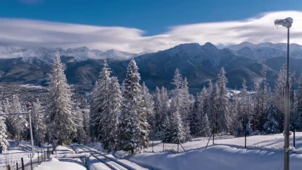 Χιονάτη Χιονισμένο Λευκό Χριστουγεννιάτικο Δέντρο Στη Λιακάδα Παγωμένη Φύση Σκηνή — Αρχείο Βίντεο