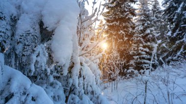 Kış panoramik. Güzel karlı, sabah güneşli, mavi gökyüzü olan buz ormanı manzarası. Karlı beyaz Noel ağacı güneş altında. Güzellik doğası kavramı