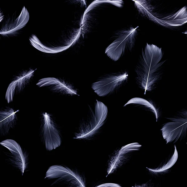 Feather black. White pastel angel feather closeup texture falling on black background for seamless pattern wallpaper. Abstract. Light blue color trends and vintage