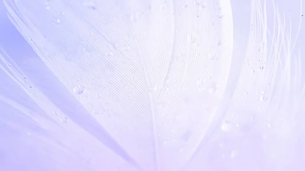 Feather macro. Multicoloured pastel angel feather closeup texture on white background in macro photography, soft focus. Abstract. Coral pink color trends and vintage