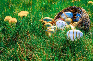 Paskalya yumurtaları. Sarı bahar çiçekli altın yumurta yeşil çimen arka planda kutlama sepetinde. Paskalya avı konsepti