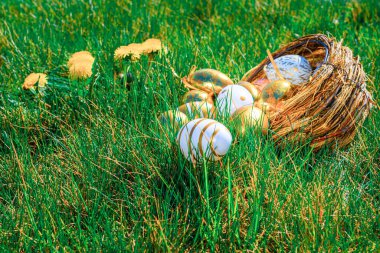 Paskalya yumurtaları beyaz arka plan. Sarı bahar çiçekli altın yumurta yeşil çimlerin üzerinde kutlama sepeti. Şenlik dekorasyonu. Mutlu Paskalyalar