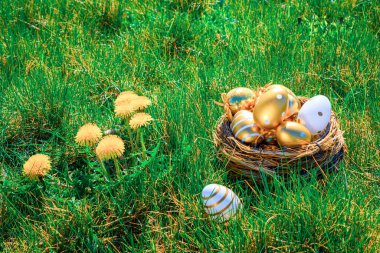 Paskalya yumurtaları. Sarı bahar çiçekli altın yumurta yeşil çimen arka planda kutlama sepetinde. Tebrikler Paskalya Tasarımı
