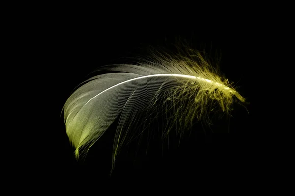 Feather air. Multicoloured pastel angel feather closeup texture isolated on black background in macro photography, soft focus. Concept of sensitivity responsiveness to nature