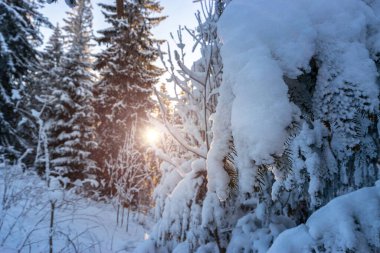 Kış panoramik. Güzel karlı, sabah güneşli, mavi gökyüzü olan buz ormanı manzarası. Karlı beyaz Noel ağacı güneş altında. Güzellik doğası kavramı