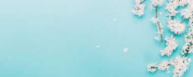 Kiraz ağacı çiçeği. Nisan çiçekleri ve bahar çiçekleri yumuşak mavi arka planda çiçek açarlar. 8 Mart bayrağı, mesaj için yeri olan mutlu Paskalyalar. İlkbahar konsepti. Üst Manzara. Düz yatıyordu