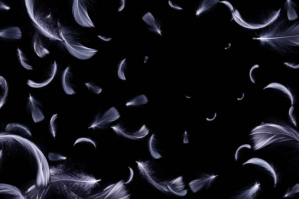 Перо Изолировано Абстрактная Текстура Птичьего Перышка Крупным Планом Падает Темный — стоковое фото