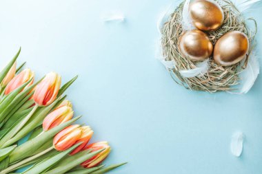 Paskalya yumurtaları sepetin içinde altın renginde bahar laleleri, pastel mavi arka planda beyaz tüyler Mutlu Paskalya süslemeleri. Düzlükte şenlikli dekorasyon