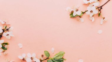 Bahar sınırı, bahar çiçekleri ve pembe arka planda Nisan çiçekleri. Yumuşak odaklı, çiçek açan kayısı makrosu dalları. Paskalya ve bahar tebrik kartları için. İlkbahar