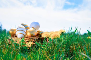 Paskalya geçmişi. Sarı bahar çiçekli altın yumurta yeşil çimlerin üzerinde kutlama sepeti. Paskalya avı konsepti