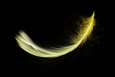 Tüy konsepti. Makro fotoğrafçılıkta siyah arka planda izole edilmiş çok renkli pastel melek tüyü yakın çekim dokusu, yumuşak odak. Doğanın zarif sanatsal görüntüsü kırılganlığı