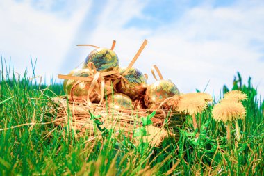 Paskalya geçmişi. Sarı bahar çiçekli altın yumurta yeşil çimlerin üzerinde kutlama sepeti. Paskalya avı konsepti