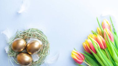 Paskalya yumurtaları altın. Sepette altın renkli yumurta, bahar laleleri, pastel mavi arka planda beyaz tüyler Mutlu Paskalya süslemeleri. Kutlama paskalya tasarımı. Düz yatış, üst görünüm
