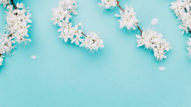 Çiçek açan Sakura arka planı ve mavi çiçekli Nisan çiçeği. Çiçek açan ağaçla güzel bir sahne. Paskalya güneşli bir gün. Meyve bahçesi arkaplanı bulanık. İlkbahar