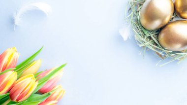 Paskalya yumurtaları altın. Sepette altın renkli yumurta, bahar laleleri, pastel mavi arka planda beyaz tüyler Mutlu Paskalya süslemeleri. Kutlama paskalya tasarımı. Düz yatış, üst görünüm