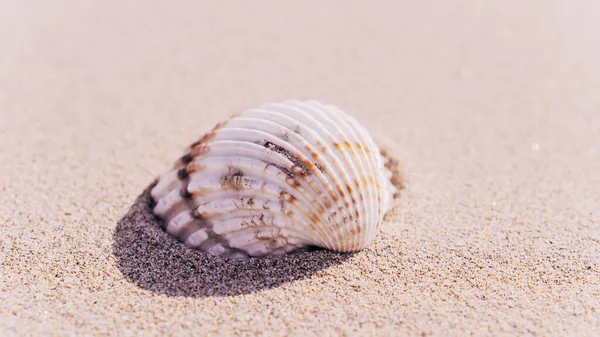 Conchas Isoladas Com Conchas Estrelas Mar Fundo Praia Oceano Areia — Fotografia de Stock