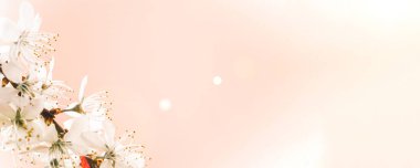 Bahar arkaplanı mayıs çiçekleri ve pembe arka planda Nisan çiçekleri. Yumuşak odaklı, çiçek açan kayısı makrosu dalları. Paskalya ve bahar tebrik kartları için. İlkbahar