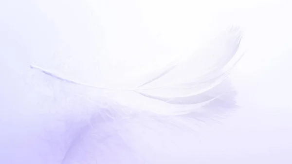 Koncept Peří Pestrobarevný Pastelový Anděl Péro Detailní Textura Bílém Pozadí — Stock fotografie