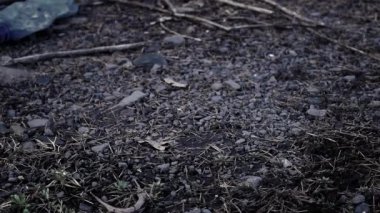 Kirlilik çöplüğü, çevre ormanlarında tıbbi maske. Ormanda çöp plastik atık. Kirlilikten korunma kavramında kullanılan boş şişeler.