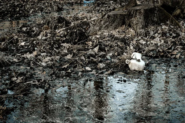 環境保護 環境中のゴミ 森林のプラスチック廃棄物 汚れたビンを空にした 生態学的問題 — ストック写真