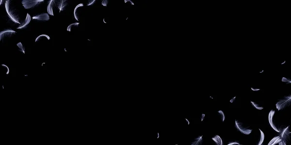 Перо Закрывается Природа Абстрактная Текстура Птичьего Пера Падает Черный Фон — стоковое фото