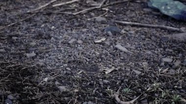 Çevre. Ormandaki plastik çöpler. Ormandaki çöp, atık ve tıbbi maske. Boş büyük şehir şişeleri ile ekolojik sorun