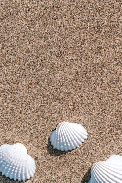Padrão Conchas Seashells Estrelas Mar Fundo Praia Oceano Areia Praia — Fotografia de Stock