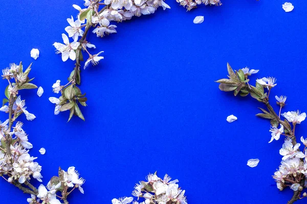 Sakura Bloem Lente Bloesem April Bloemige Natuur Blauwe Achtergrond Banner — Stockfoto