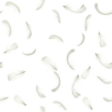 Tüy izole edildi. Soyut kuş tüyü dokusu, kusursuz desenli fotoğrafçılıkta beyaz arka fonun üzerine düşüyor. Duyarlılık kavramı doğaya karşı duyarlılık