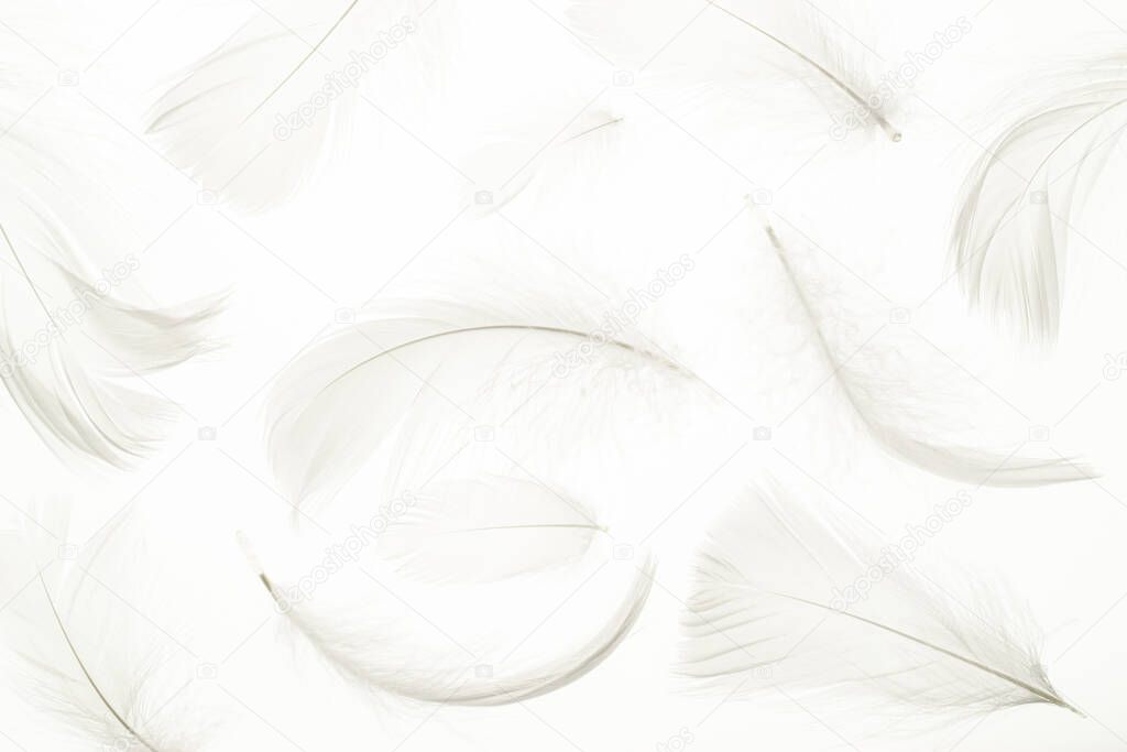 Feather pattern concept. Multicoloured pastel angel feather closeup texture on white background in macro photography, soft focus. Elegant expressive artistic image fragility of nature. Copy space.