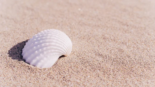 Летние каникулы фон. Раковины, раковины на песчаном тропическом морском пляже. Спокойная сцена на пляже с копировальным пространством. — стоковое фото