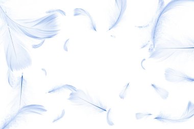 Tüy soyut. Doğanın kuş tüyü dokusu beyaz arkaplana düşüyor. Doğanın zarif sanatsal görüntüsü kırılganlığı