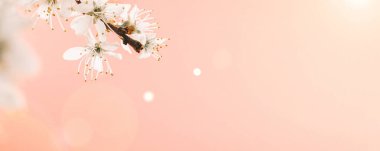 Çiçek açan Sakura arka planı ve pembe çiçekli Nisan çiçeği. Çiçek açan ağaçla güzel bir sahne. Paskalya güneşli bir gün. Meyve bahçesi arkaplanı bulanık. İlkbahar