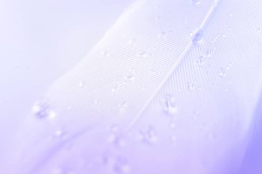 Yumuşak tüy. Makro fotoğrafçılıkta beyaz arka planda çok renkli pastel melek tüyü yakın plan dokusu, yumuşak odak. Moda renk trendleri bahar mevsimi