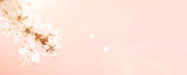 Çiçek açan Sakura arka planı ve pembe çiçekli Nisan çiçeği. Çiçek açan ağaçla güzel bir sahne. Paskalya güneşli bir gün. Meyve bahçesi arkaplanı bulanık. İlkbahar